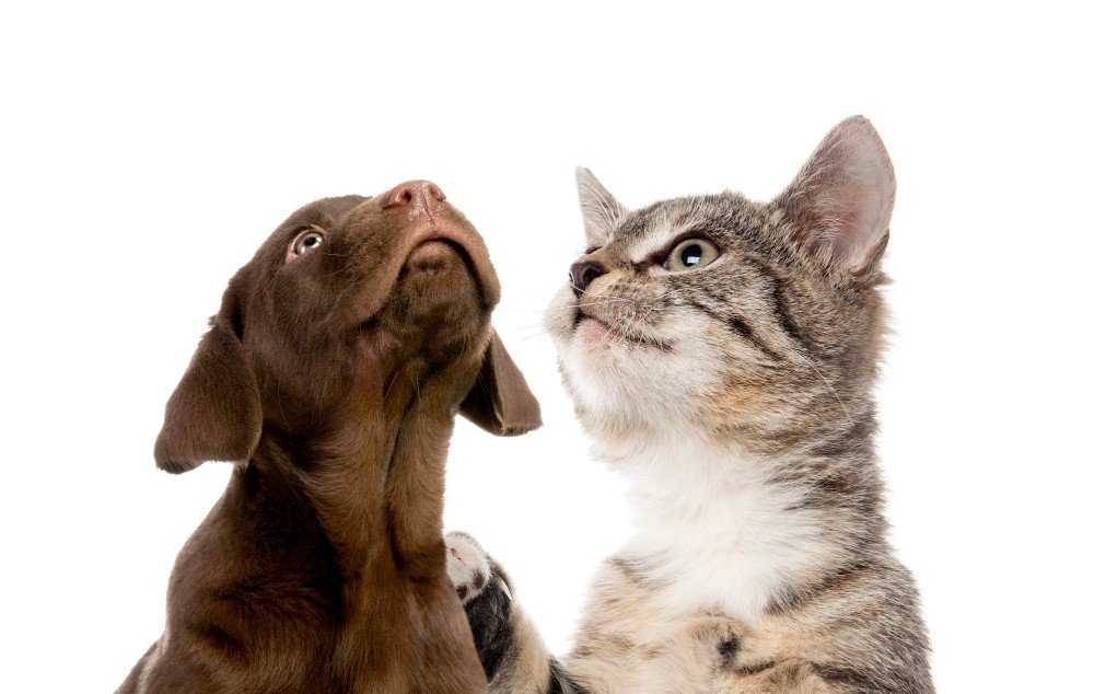 Mudança residencial com animais: Cuidados necessários na hora de levar seu companheiro para a casa nova 1 puppy-labrador-retriever-chocolate-european-shorthair-kitten-in-front-of-white-wall
